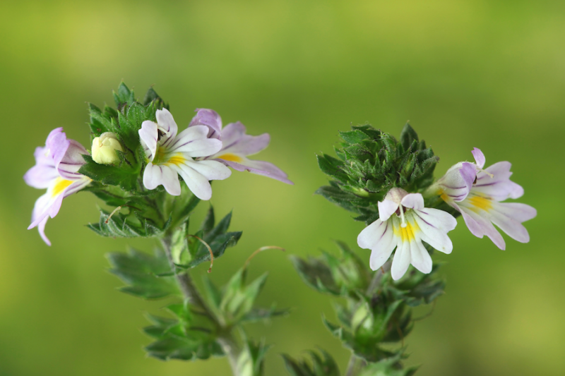 Eyebright from Adobe Stock