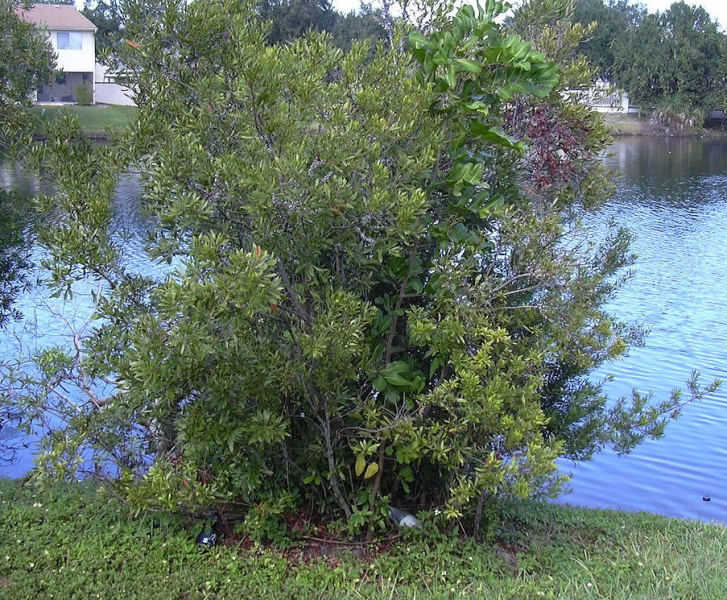 Bayberry bush