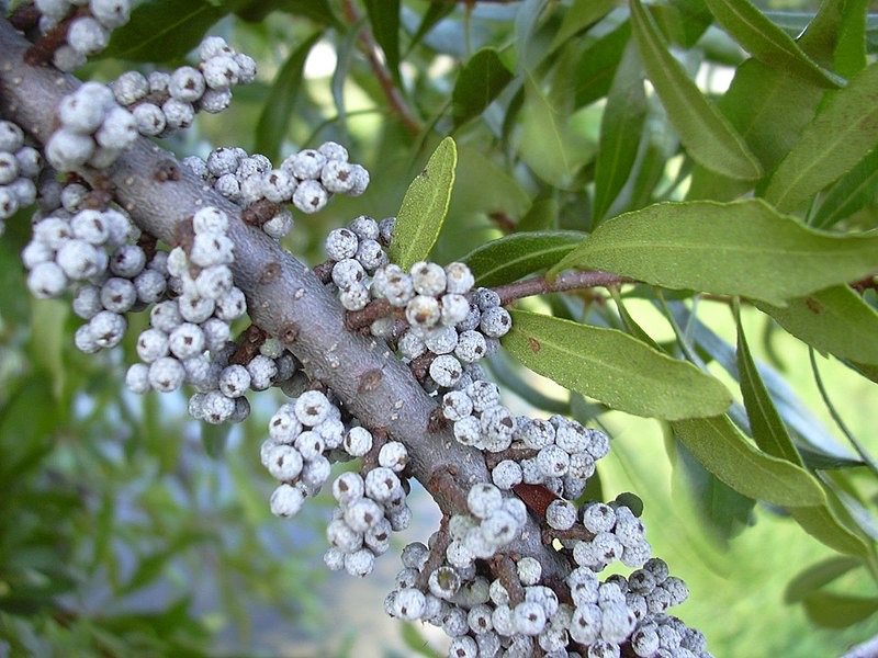 Bayberry fruits and leaves