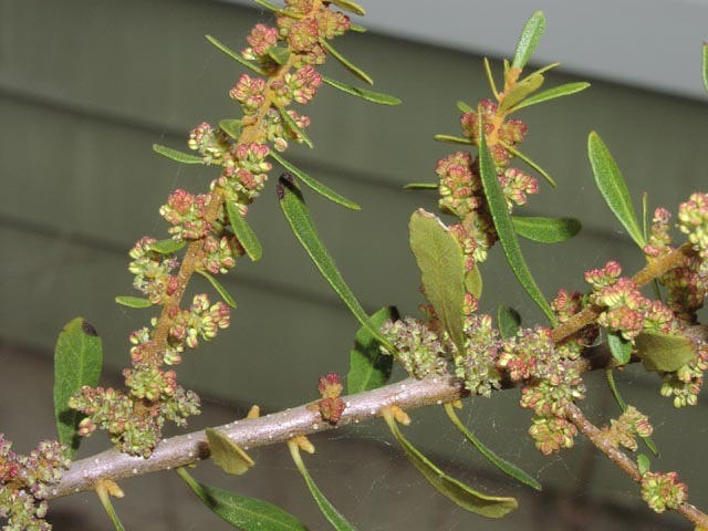 Bayberry male flowers