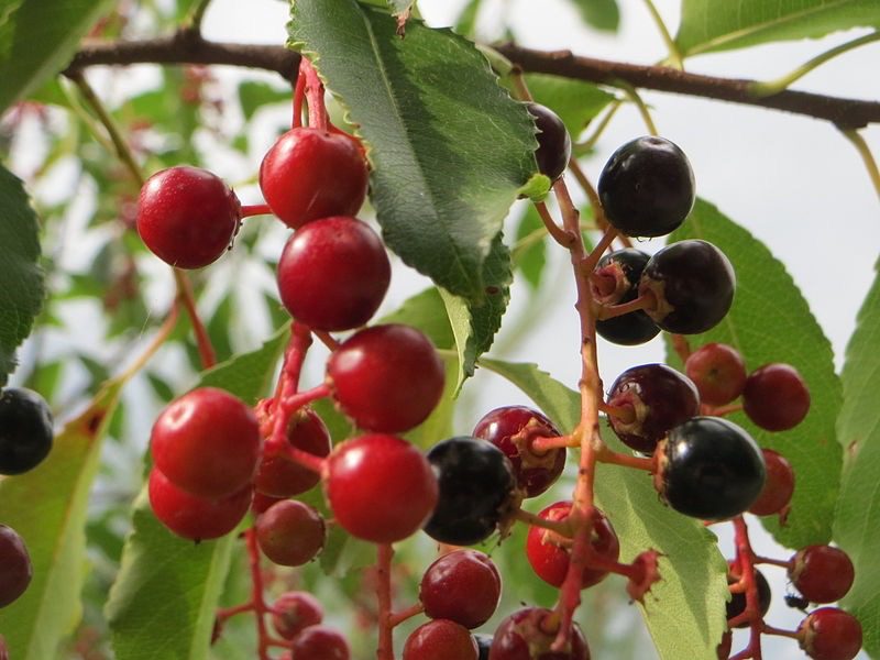 Wild cherry fruits (Prunus serotina)