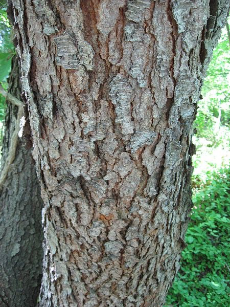 Wild cherry bark