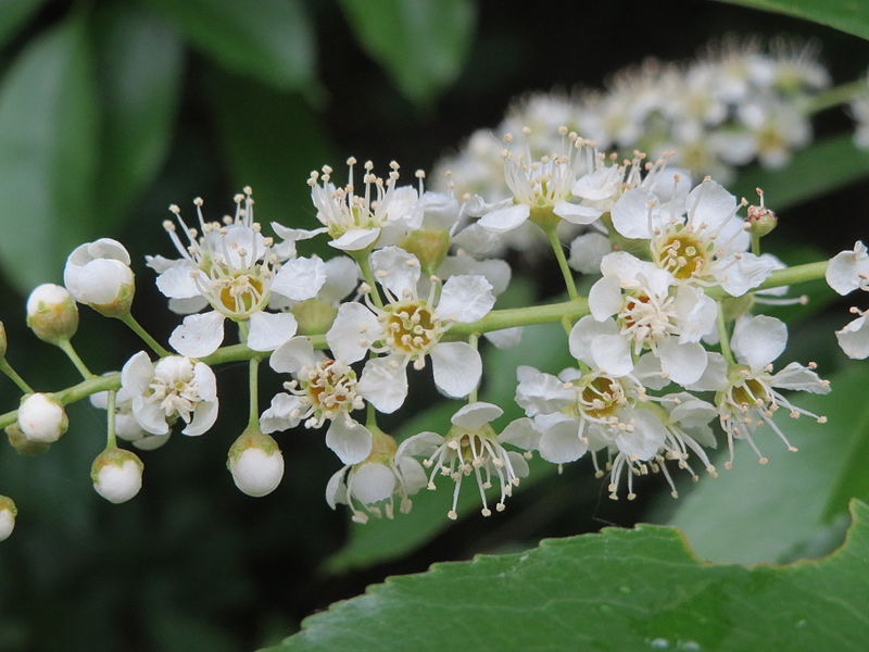 Wild cherry blossoms (Prunus serotina)