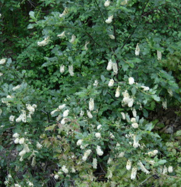 Chokecherry bushes