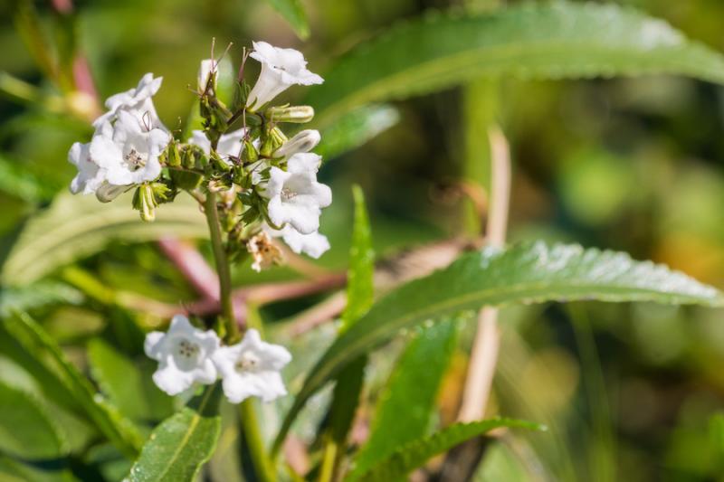 Yerba Santa Plant