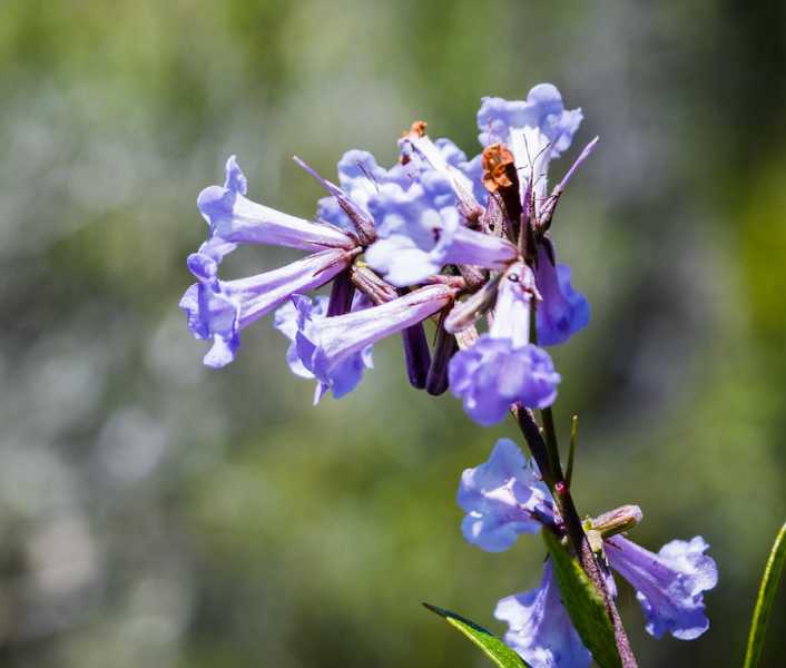 Yerba Santa Flowers