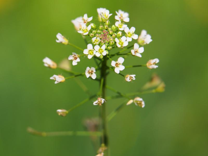 Shepherd's Purse Flowers