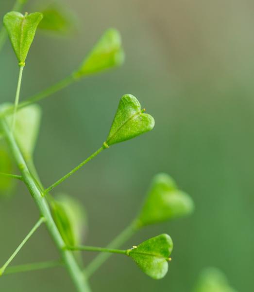 Shepherd's Purse Seed Pods