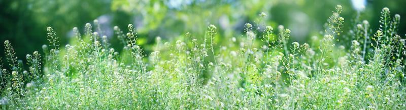 Field of Shepherd's Purse