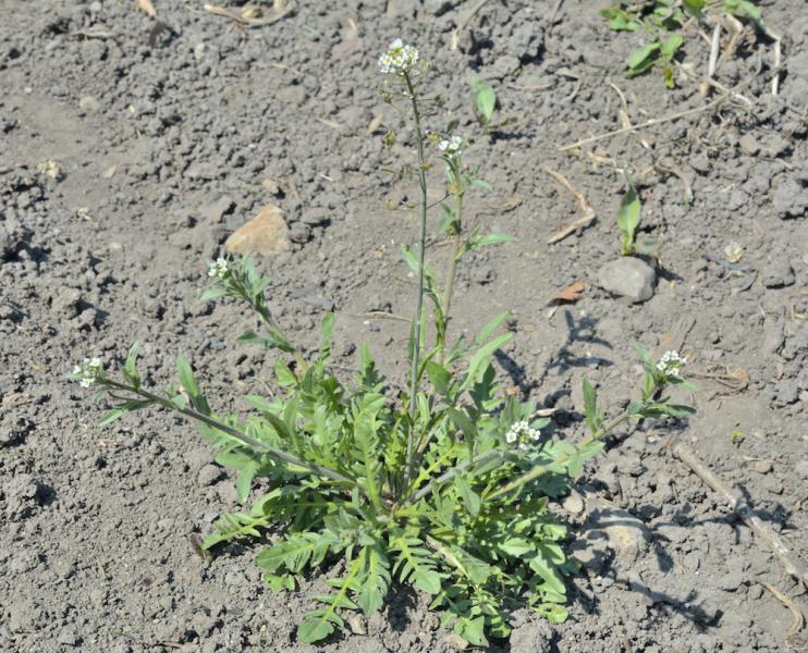 Shepherd's Purse Plant