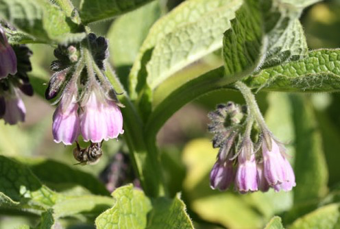 Comfrey Flowers