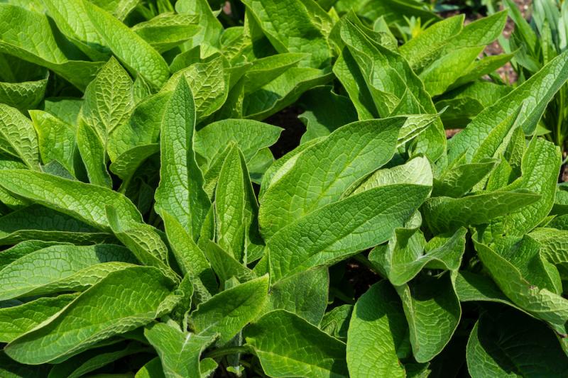 Comfrey Leaves