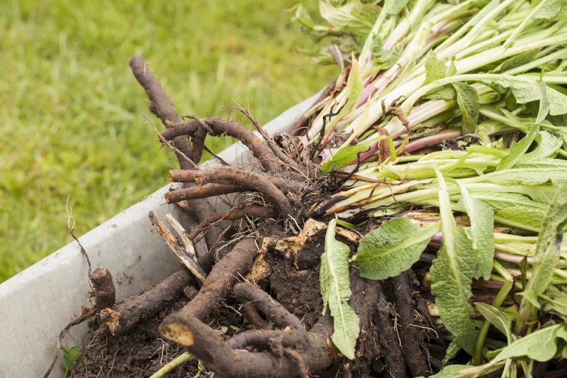 Comfrey Root