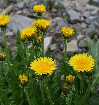 Dandelions