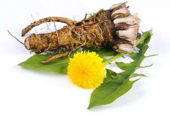 Dandelion Root and Blossom