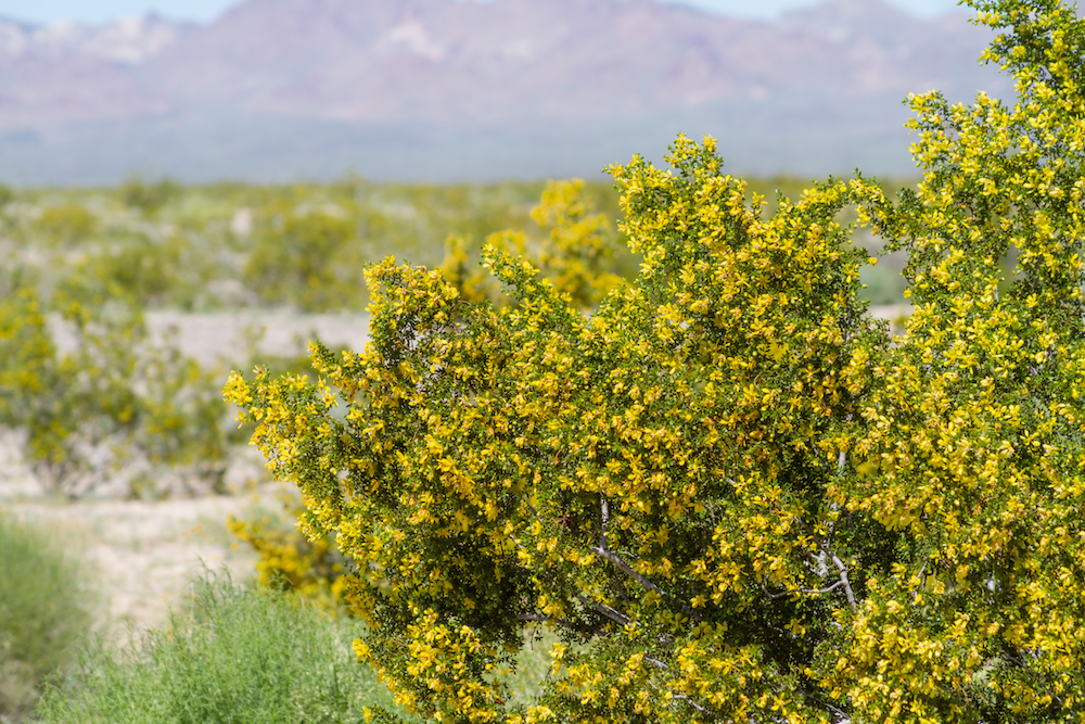 Chaparral A Healing Shrub from the Southwest Deserts Article