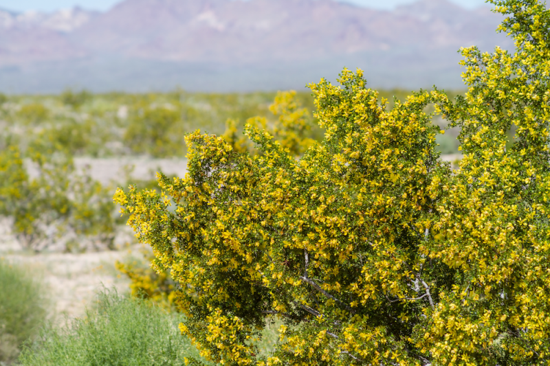 Chaparral Bush with Flowers