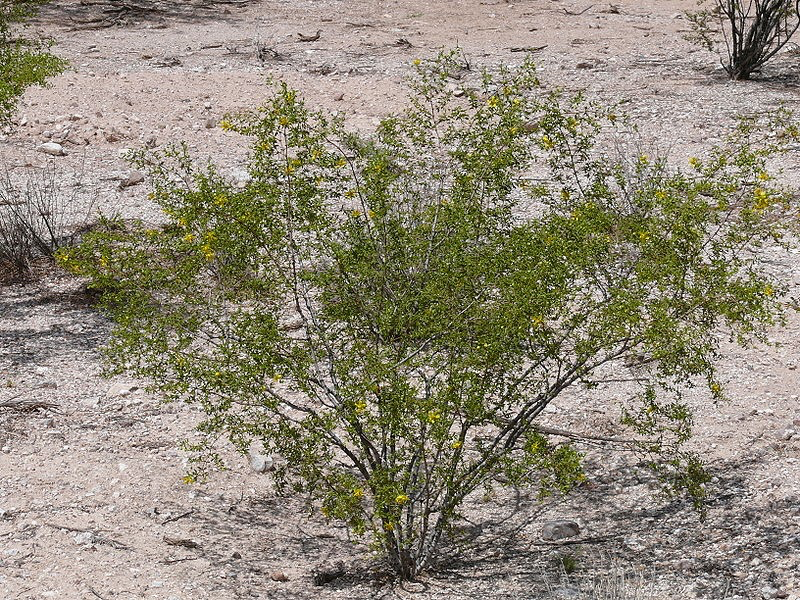 Chaparral Bush