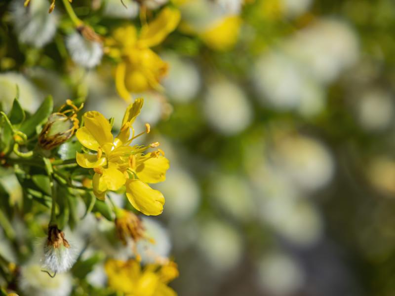 Yellow Chaparral Flowers