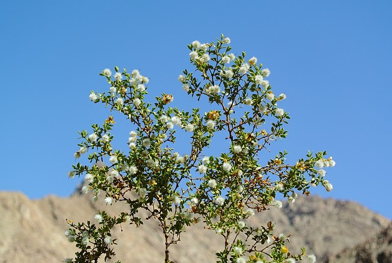 White Chaparral Flowers