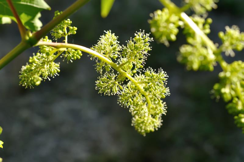 Grape flowers