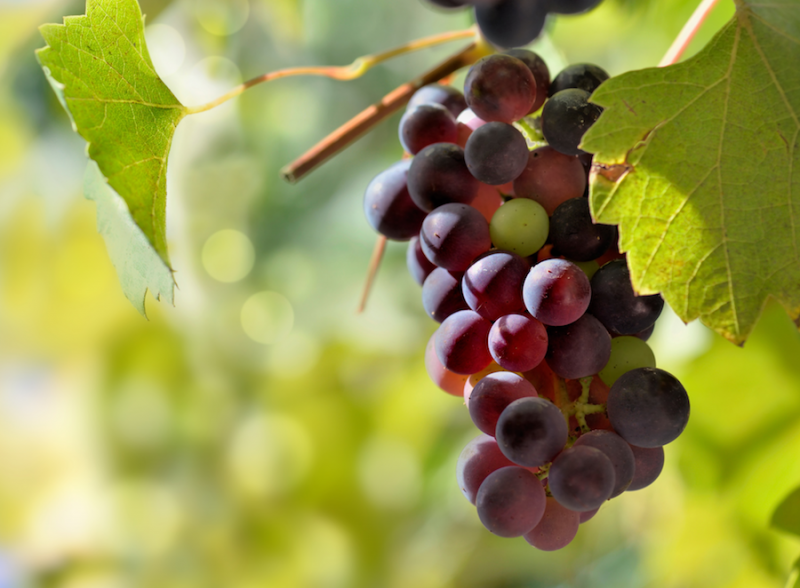 Red grapes