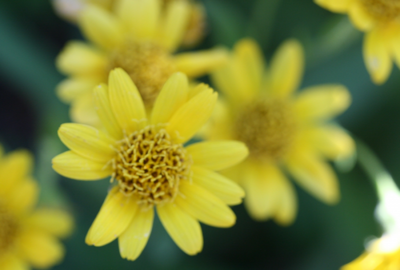 Arnica chamissonis