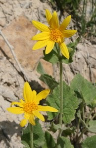 Arnica cordifolia