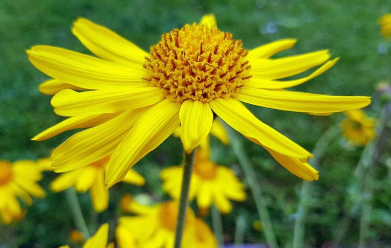 Arnica montana