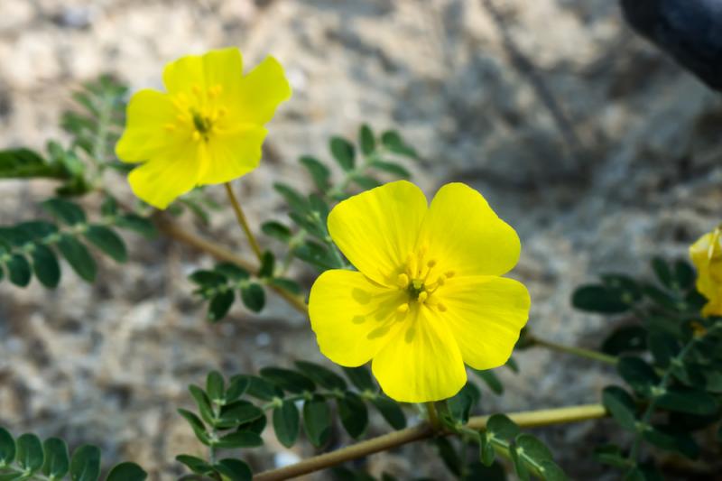 Punucture Vine/Tribulus flowers