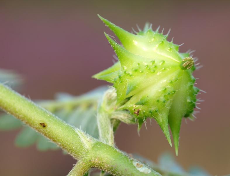 Green tribulus/puncture vine pod