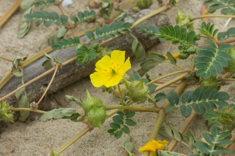 Tribulus / Puncture Vine