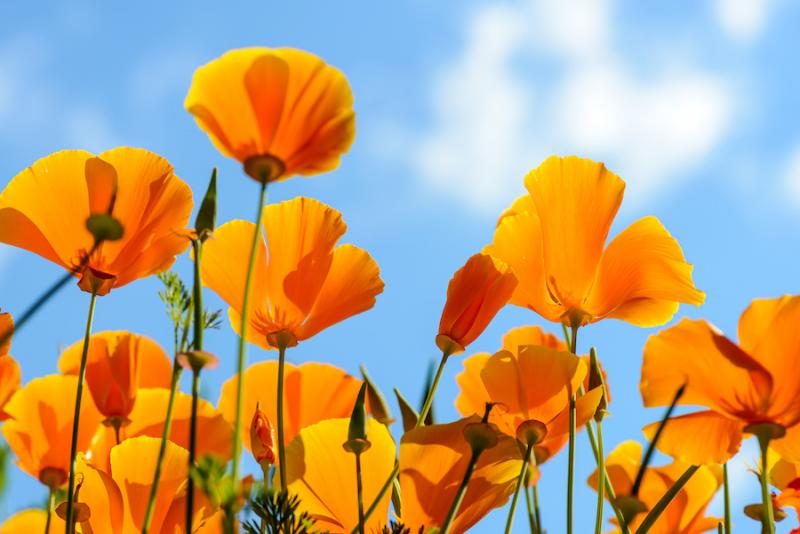 California poppy flowers