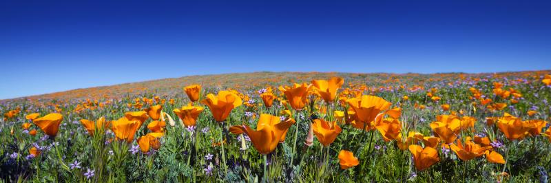 California poppy field