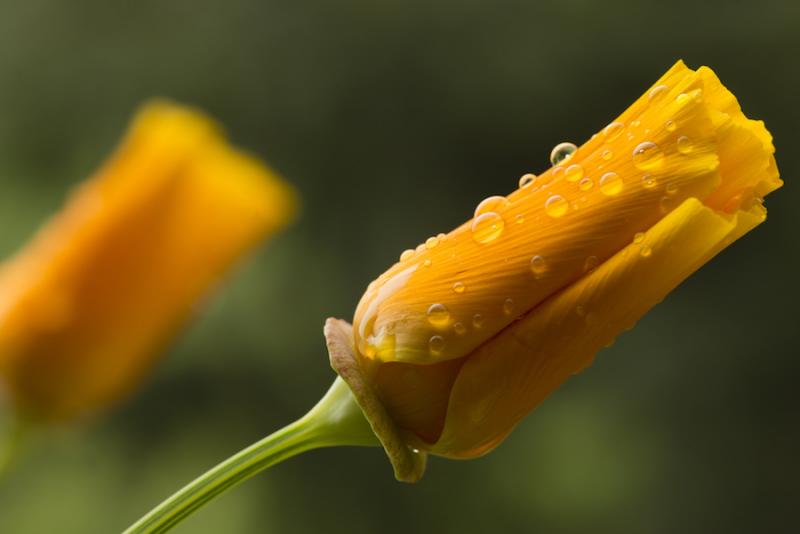 California poppy bud