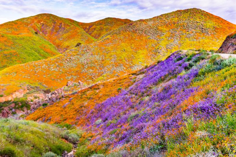 Mountains covered with California poppies