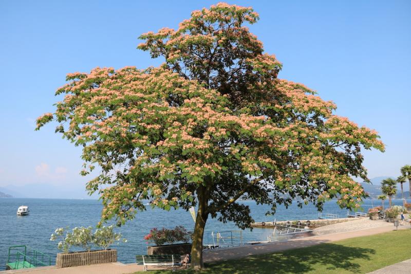 Mimosa tree