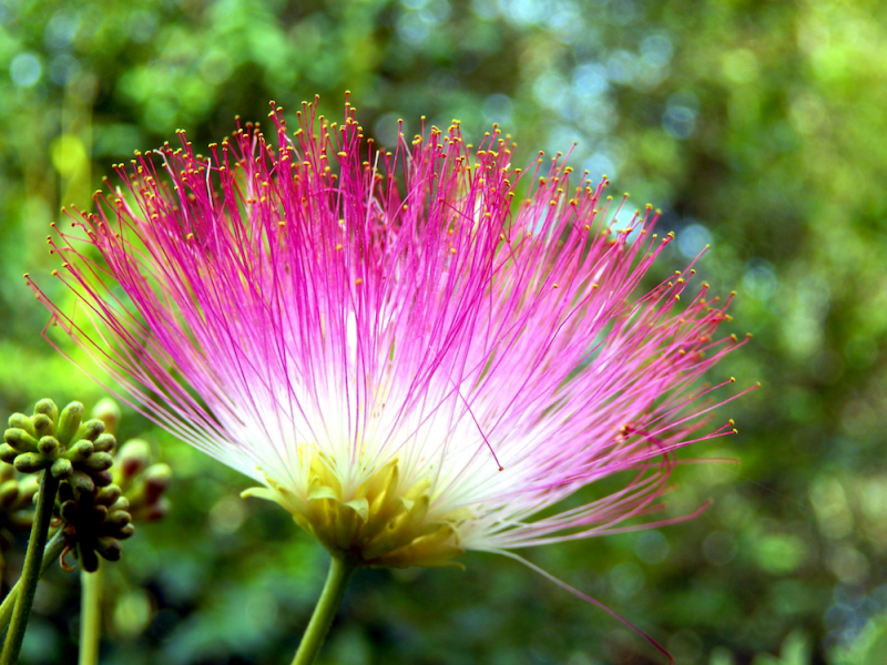 Mimosa flower