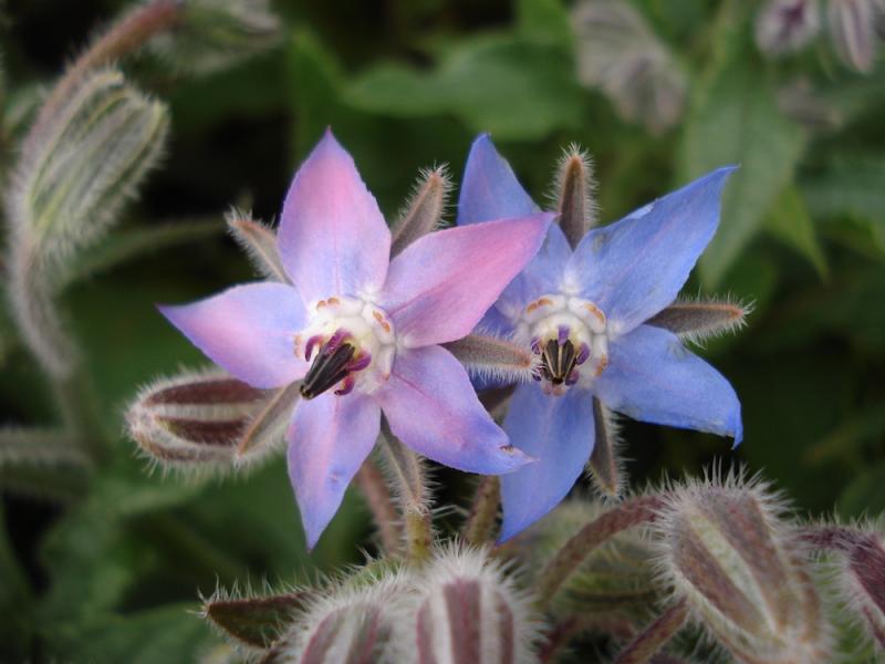 Borage officinalis flowers