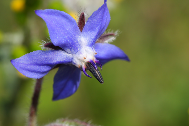 Blue borage flower