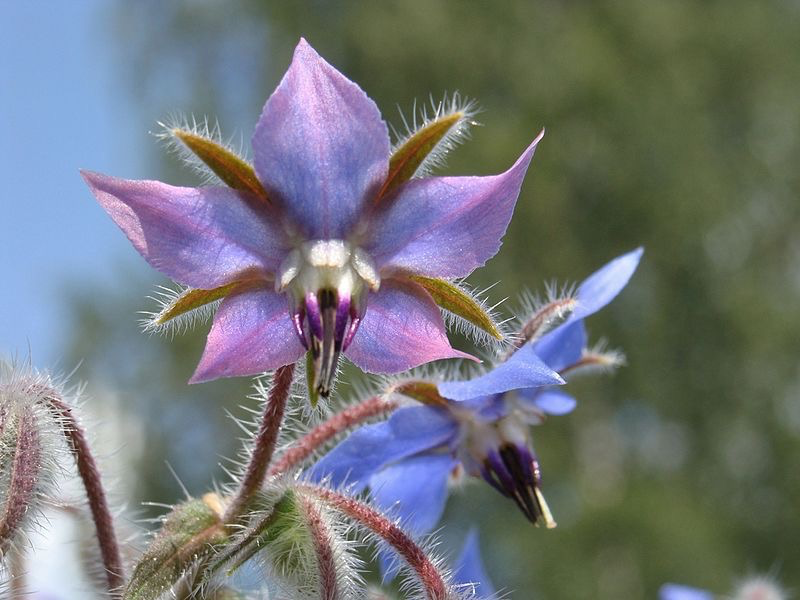 More borage flowers