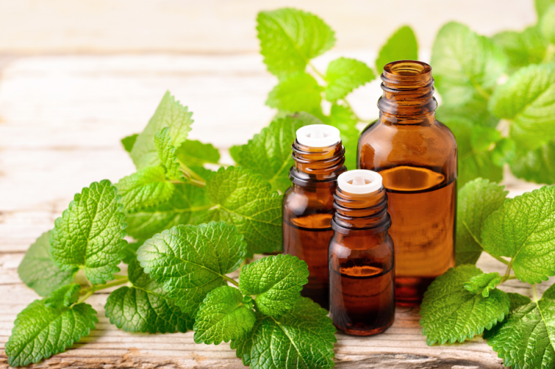 Lemon balm essential oil