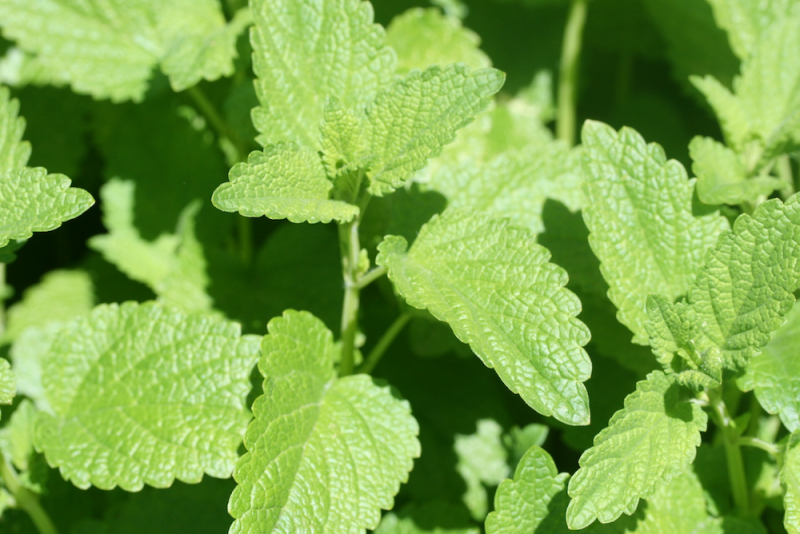 Lemon balm leaves