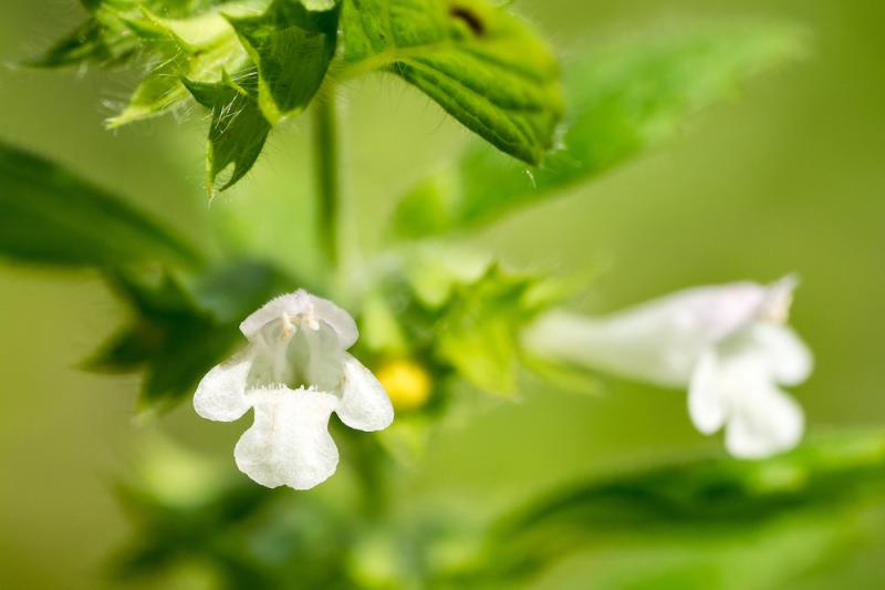 Lemon balm flowers