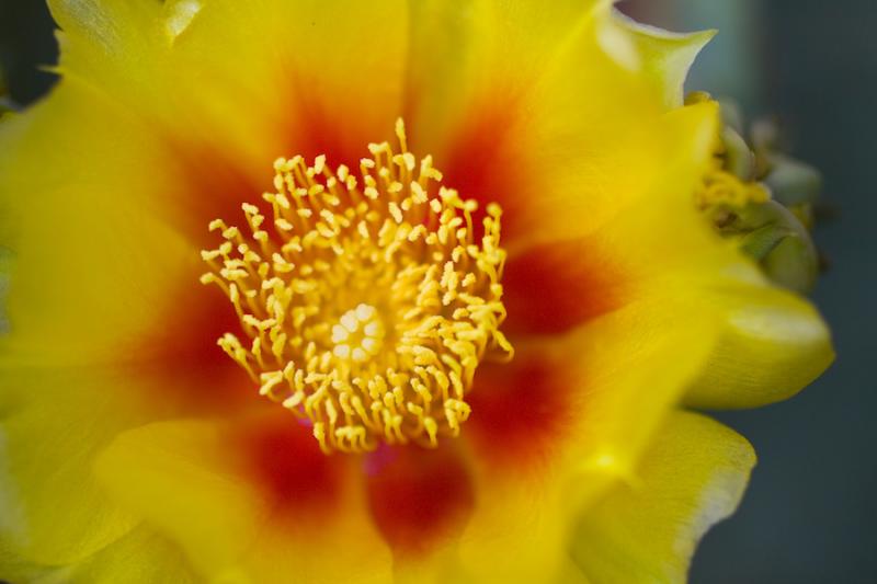 Prickly pear (nopal) flowers