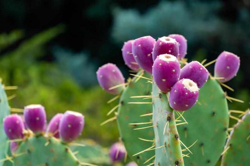 Practical Uses for Prickly Pear