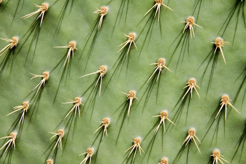 Prickly pear nopal stem needles