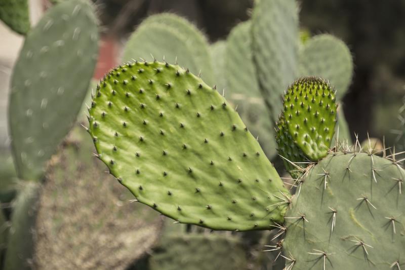 Nopal stems