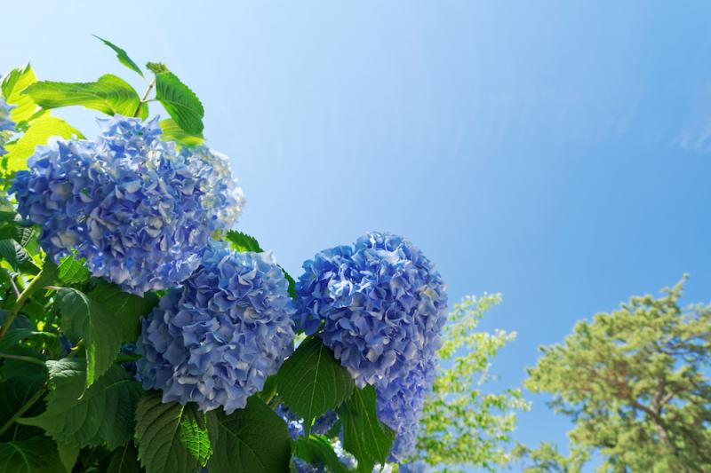 Hydrangea and sky