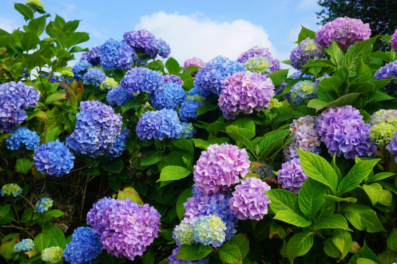 Pink and blue hydrangea blossoms